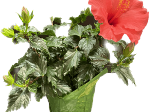 Plant - Hibiscus