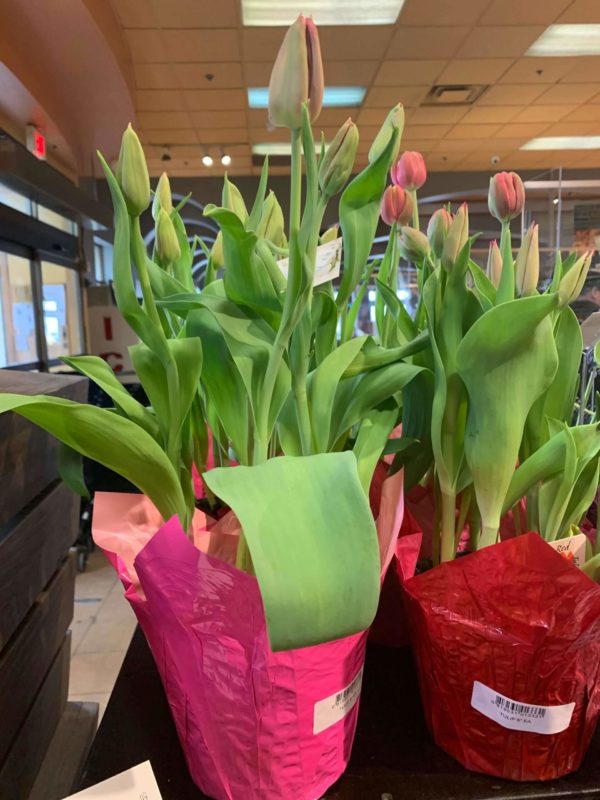 Plant - Hyacinth - Image 10