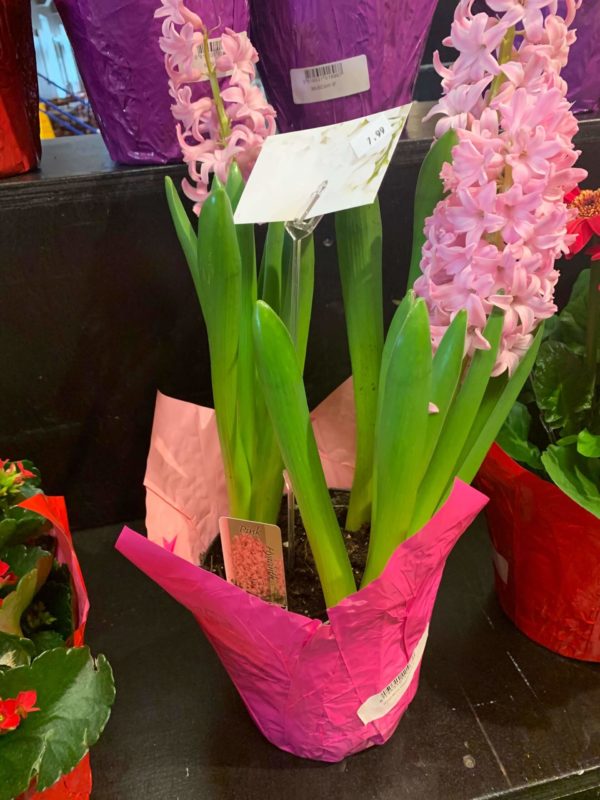 Plant - Hyacinth - Image 8