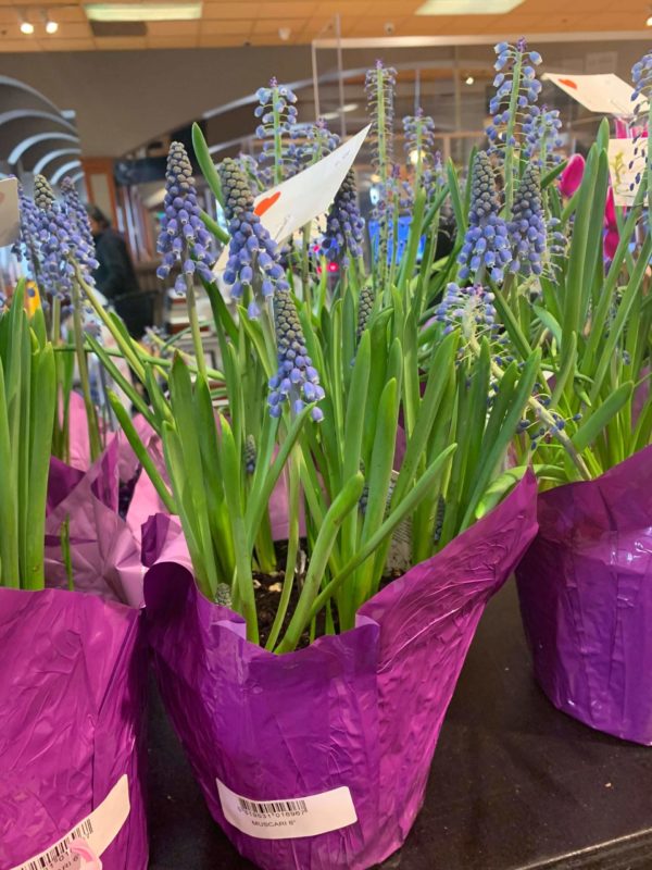 Plant - Hyacinth - Image 6