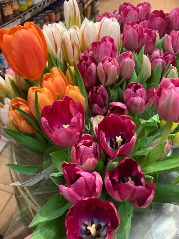 Plant - Hyacinth - Image 2