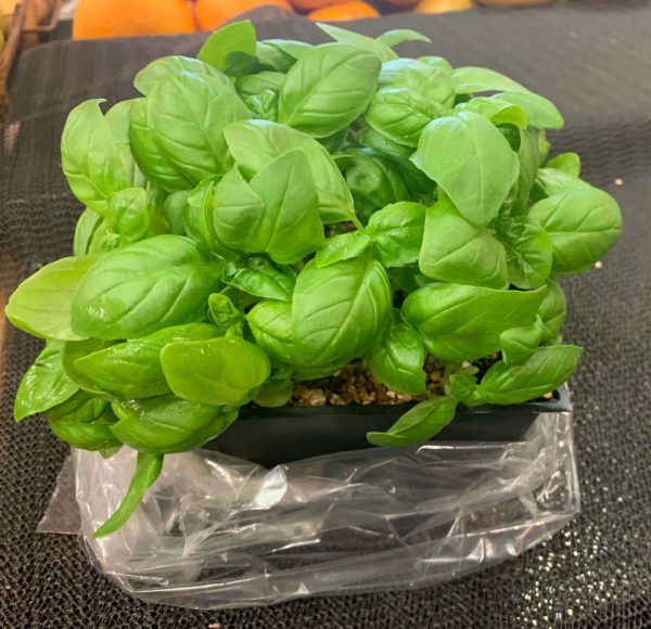 Basil - Slegers Greens