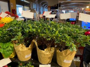 Plant - Azalea