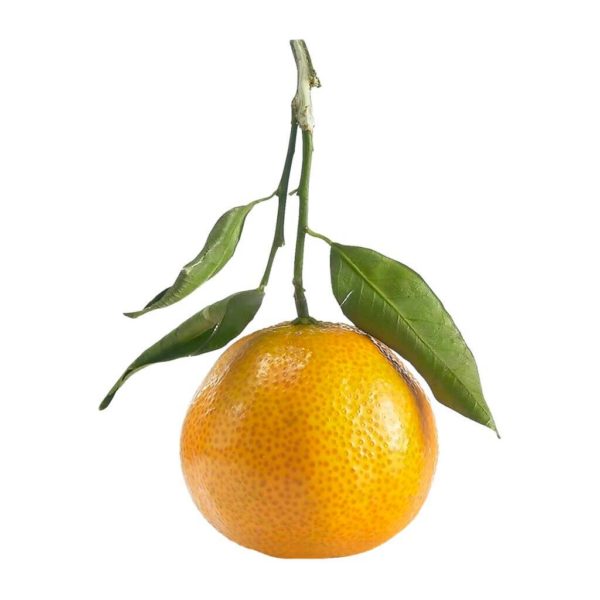 Clementine - Image 2