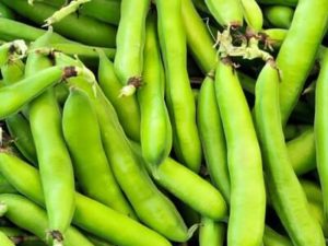 Beans - Fava
