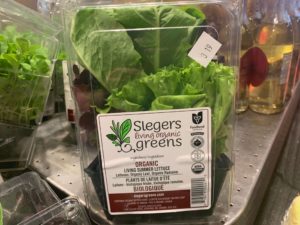 Lettuce - Summer - Slegers