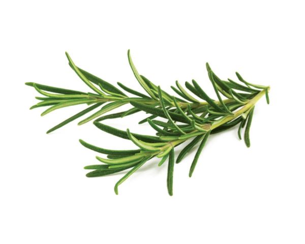 Rosemary - Fresh